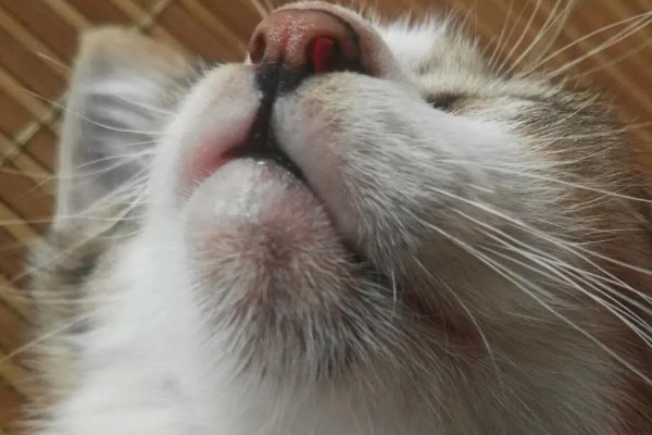 猫咪为什么黑下巴，食物油性大、食具不洁都是常见原因