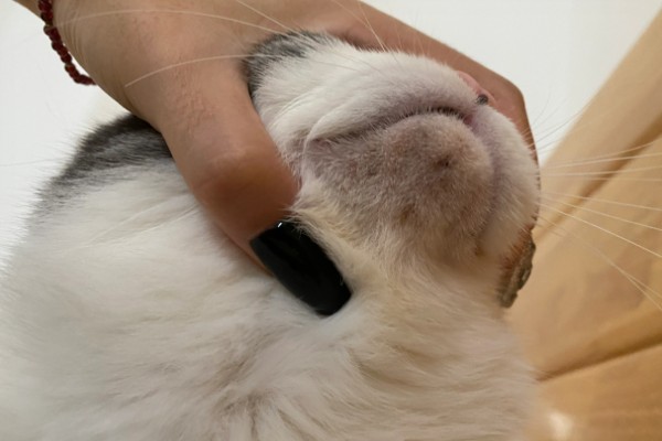 猫咪为什么黑下巴，食物油性大、食具不洁都是常见原因