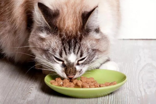 猫咪为什么黑下巴，食物油性大、食具不洁都是常见原因