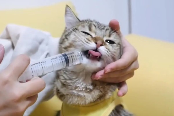 猫咪为什么黑下巴，食物油性大、食具不洁都是常见原因