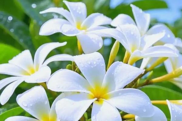 鸡蛋花怎样过冬,喜欢生长在温暖的环境中