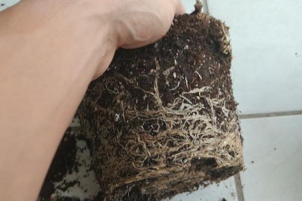 鸡蛋花怎样过冬,喜欢生长在温暖的环境中