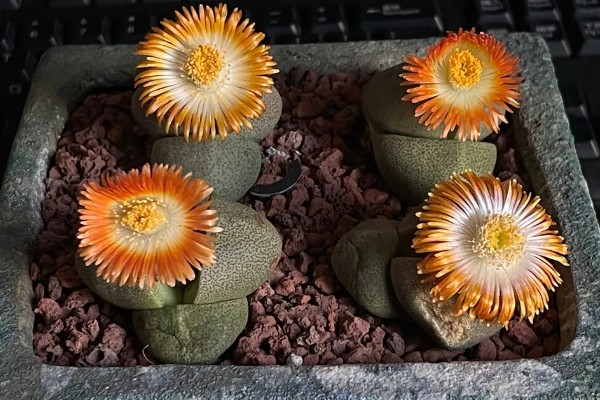 帝玉几年可以开花，3-5年开花