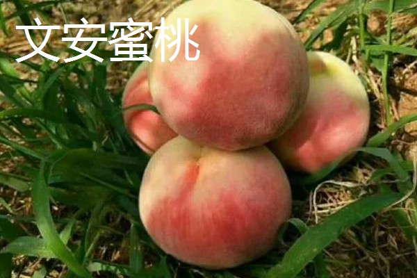 河北文安县的特产，有地梨、文安红小豆等