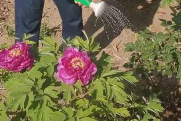北方能养活牡丹花吗，在北方是可以养活