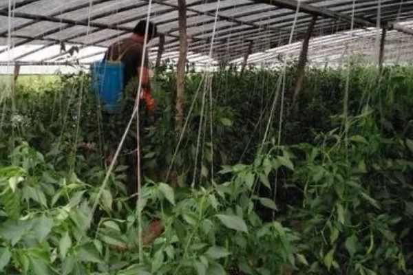 辣椒如何种植,首先要挑选品质优良的种子