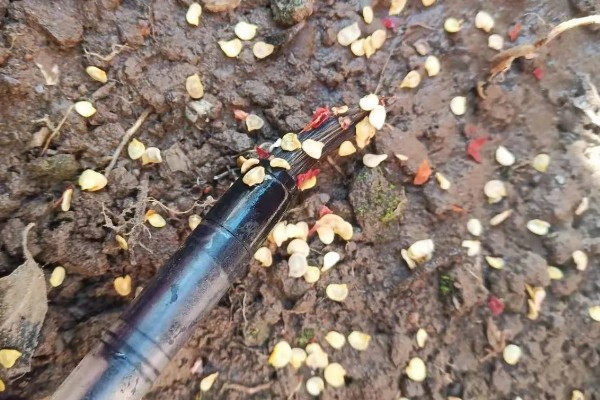 辣椒如何种植,首先要挑选品质优良的种子