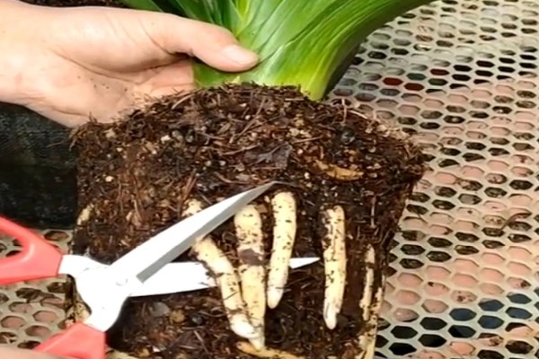 君子兰的换盆方法，换盆前需停止浇水