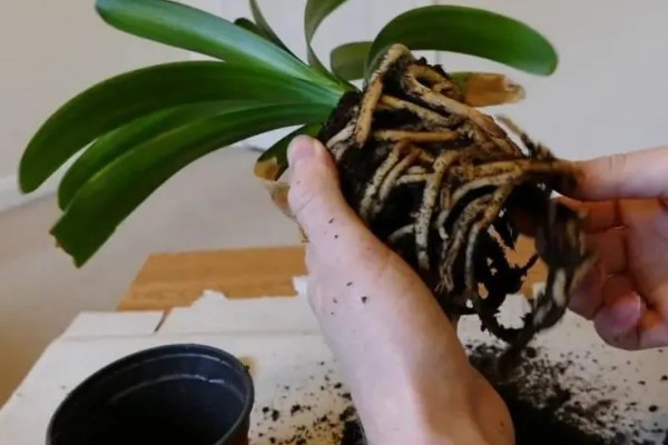 君子兰的换盆方法，换盆前需停止浇水