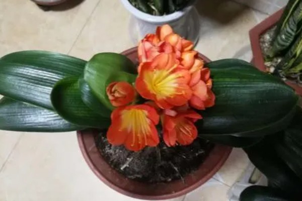 君子兰的换盆方法，换盆前需停止浇水