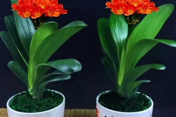 君子兰的换盆方法，换盆前需停止浇水