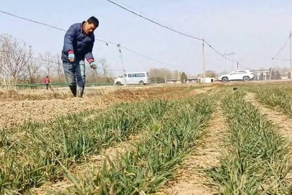 哪些因素会影响小麦的产量，以土壤因素、施肥因素、播种因素和气候因素为主