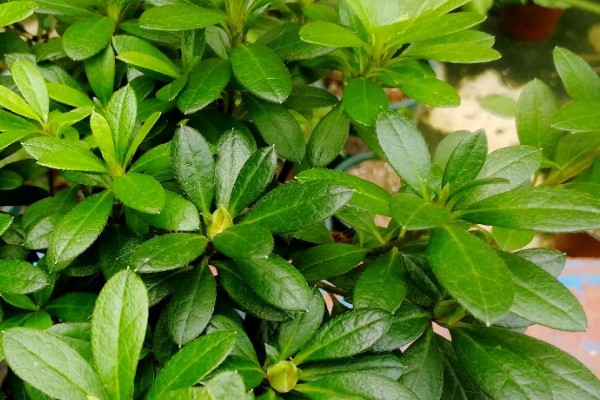 杜鹃花的长叶时间，会在2月份左右长出新叶