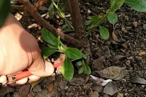 杜鹃花的长叶时间，会在2月份左右长出新叶