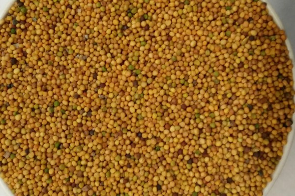 小白菜怎么种植，浸泡种子等露白再播种