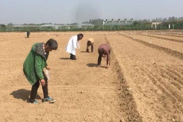 小白菜怎么种植，浸泡种子等露白再播种