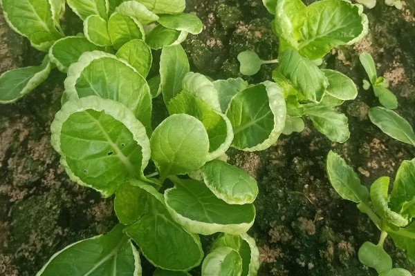 小白菜怎么种植，浸泡种子等露白再播种