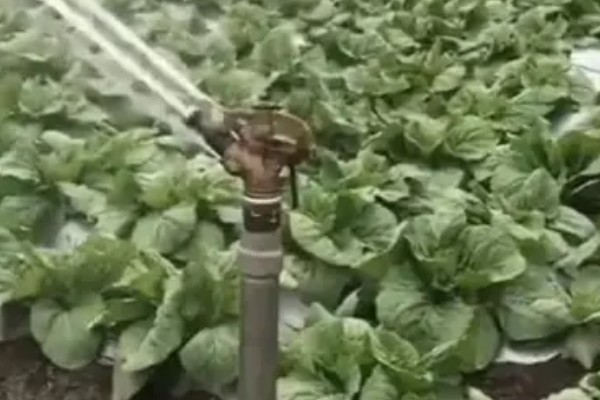 小白菜怎么种植，浸泡种子等露白再播种