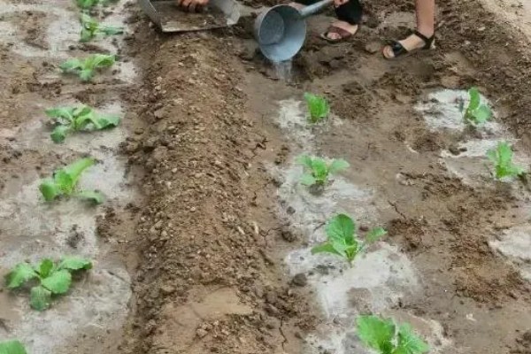 小白菜怎么种植，浸泡种子等露白再播种