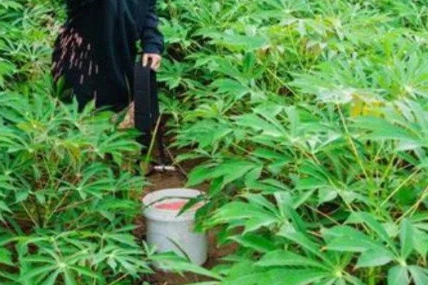 木薯的别名,也叫树葛