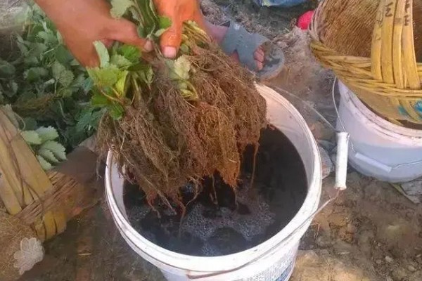 在肥料中添加腐植酸的作用,对磷肥和钾肥可以增效