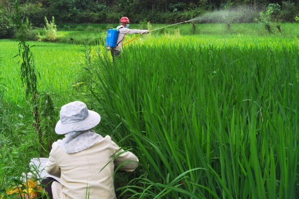 在肥料中添加腐植酸的作用,对磷肥和钾肥可以增效