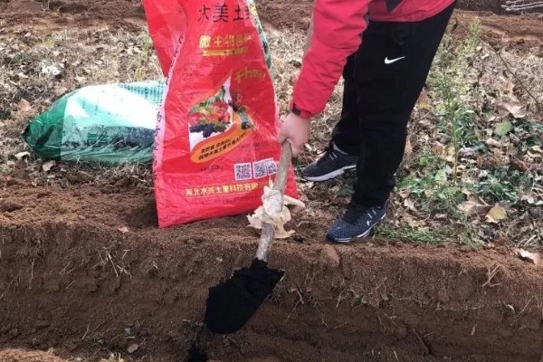 在肥料中添加腐植酸的作用,对磷肥和钾肥可以增效
