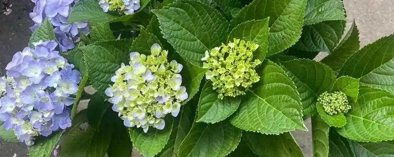 绣球花今年没开花要不要修剪，是需要进行修剪的