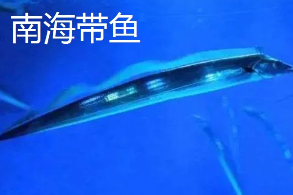 带鱼的价格,零售价为15-25元一斤