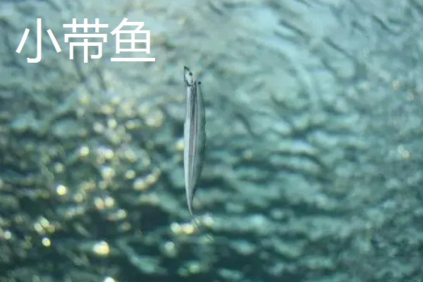 带鱼的价格,零售价为15-25元一斤