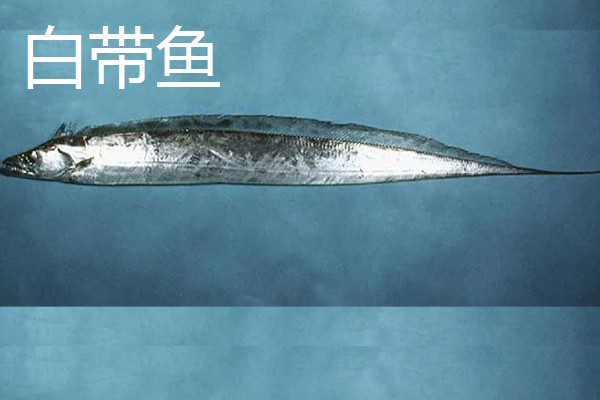 带鱼的价格,零售价为15-25元一斤