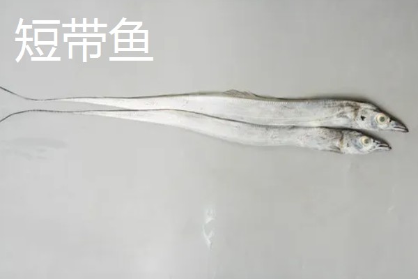 带鱼的价格,零售价为15-25元一斤