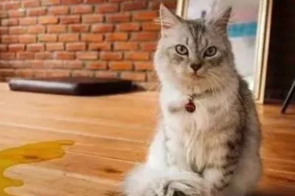 小猫被吓尿是不是应激，属于应激反应会出现不良症状