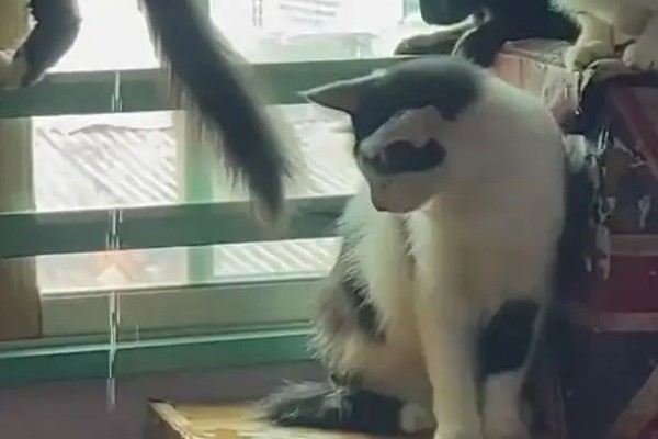 小猫被吓尿是不是应激，属于应激反应会出现不良症状