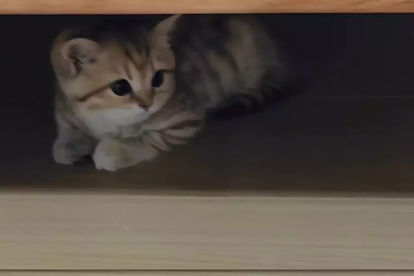 小猫被吓尿是不是应激，属于应激反应会出现不良症状