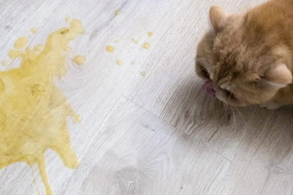 小猫被吓尿是不是应激，属于应激反应会出现不良症状
