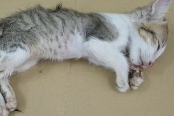 小猫被吓尿是不是应激，属于应激反应会出现不良症状