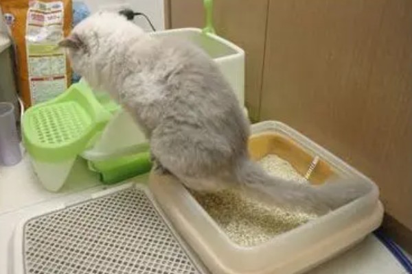 小猫被吓尿是不是应激，属于应激反应会出现不良症状