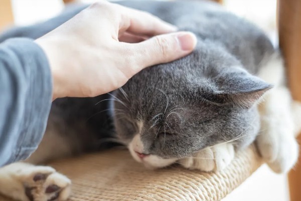 小猫被吓尿是不是应激，属于应激反应会出现不良症状