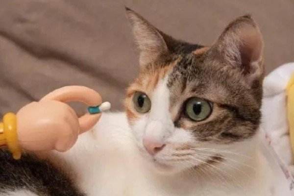 小猫被吓尿是不是应激，属于应激反应会出现不良症状