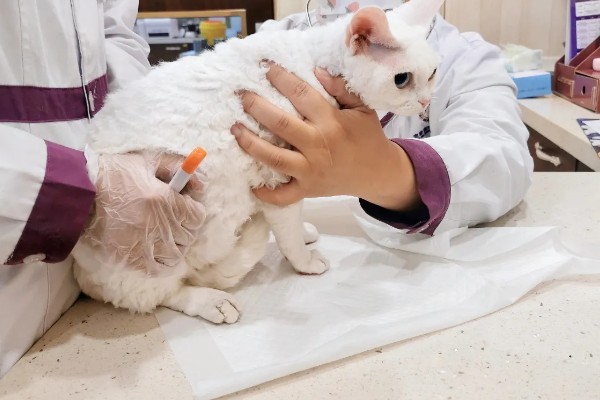 小猫被吓尿是不是应激，属于应激反应会出现不良症状