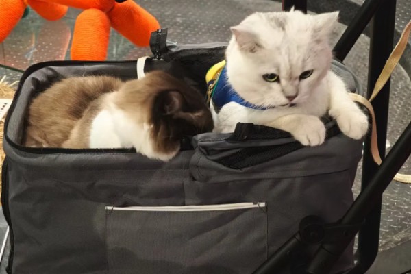 小猫被吓尿是不是应激，属于应激反应会出现不良症状