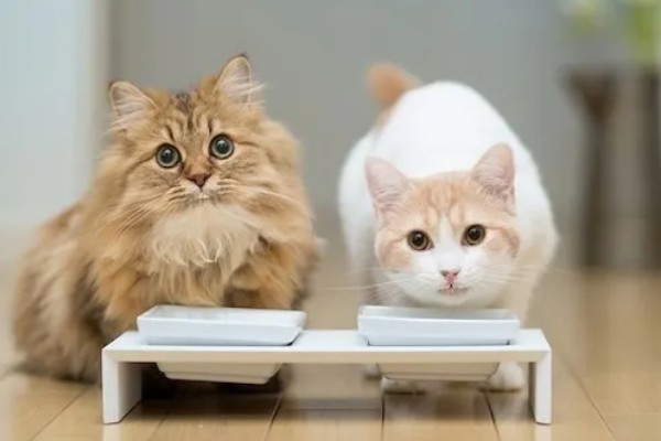 小猫被吓尿是不是应激，属于应激反应会出现不良症状