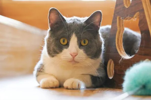 小猫被吓尿是不是应激，属于应激反应会出现不良症状