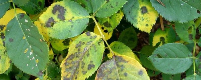 月季黑斑病的特效药，可使用多菌灵溶液、石硫合剂等