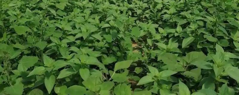 种植荆芥要注意什么，要在疏松肥沃的土壤中生长