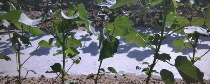 棉花花蕾期如何施肥，蕾期追施适量氮、磷、钾、微肥