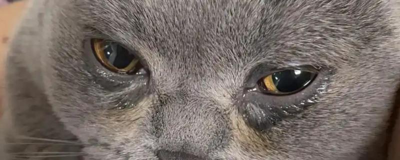 猫一直流眼泪的原因，眼泪不多可能是眼中有灰尘