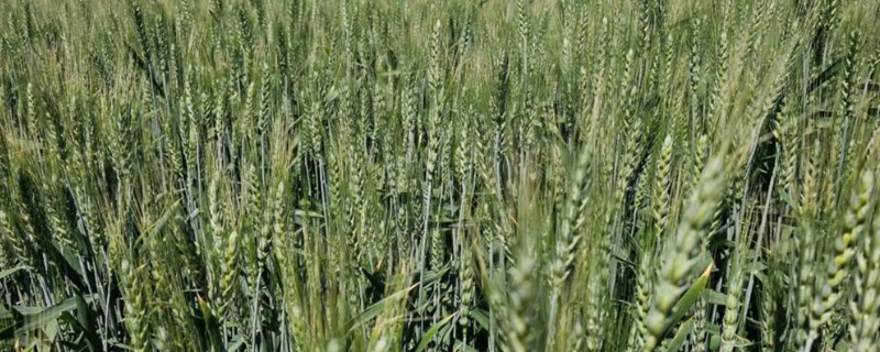 冬小麦的种植和收获时间，9-10月份播种可在翌年5-6月份收获