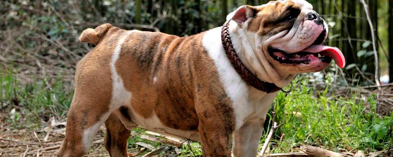 美国斗牛犬是怎么来的，有以下3种说法